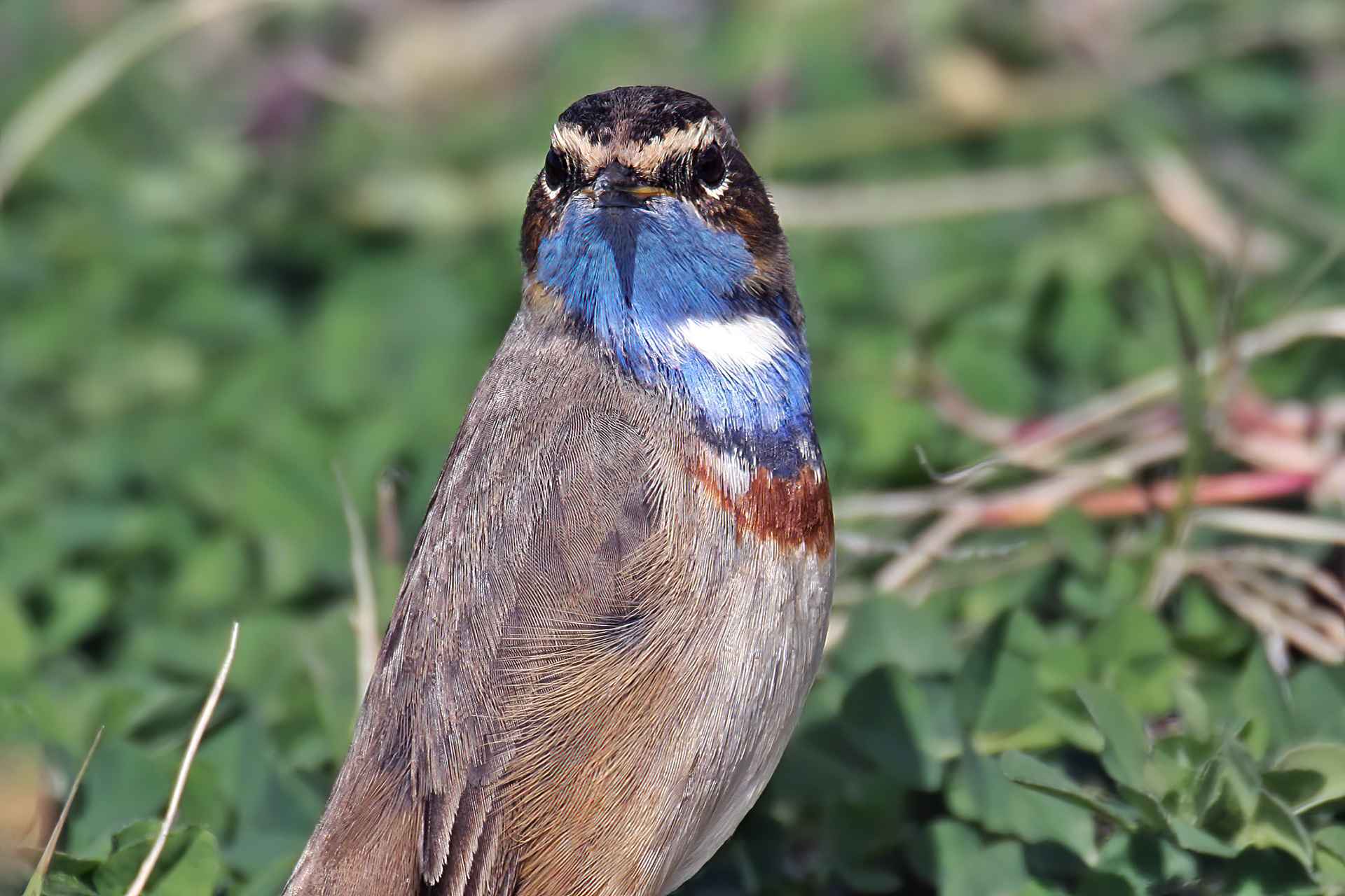 Bluethroat